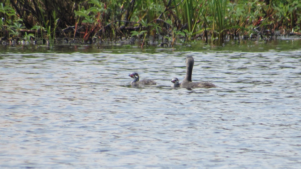 Pied-billed Grebe - ML620714270