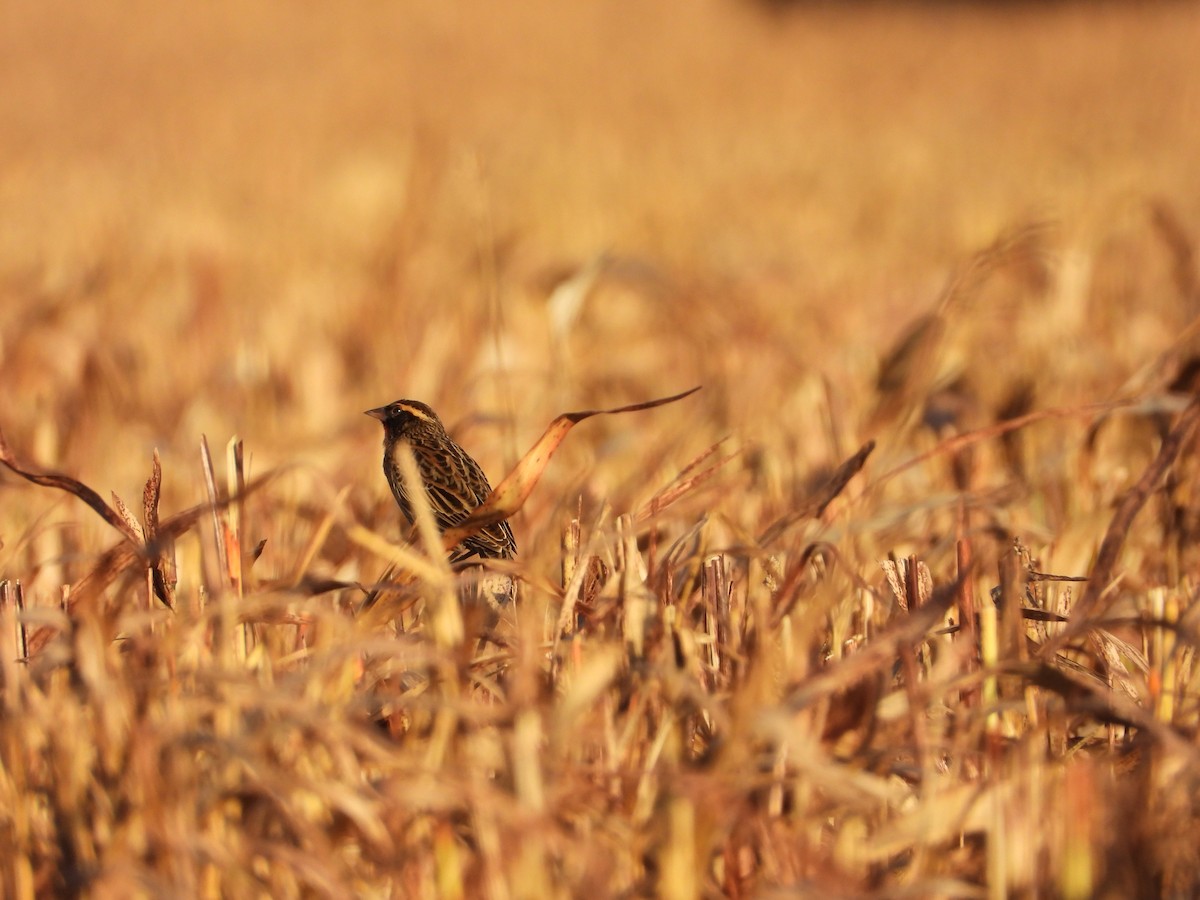 White-browed Meadowlark - ML620714271