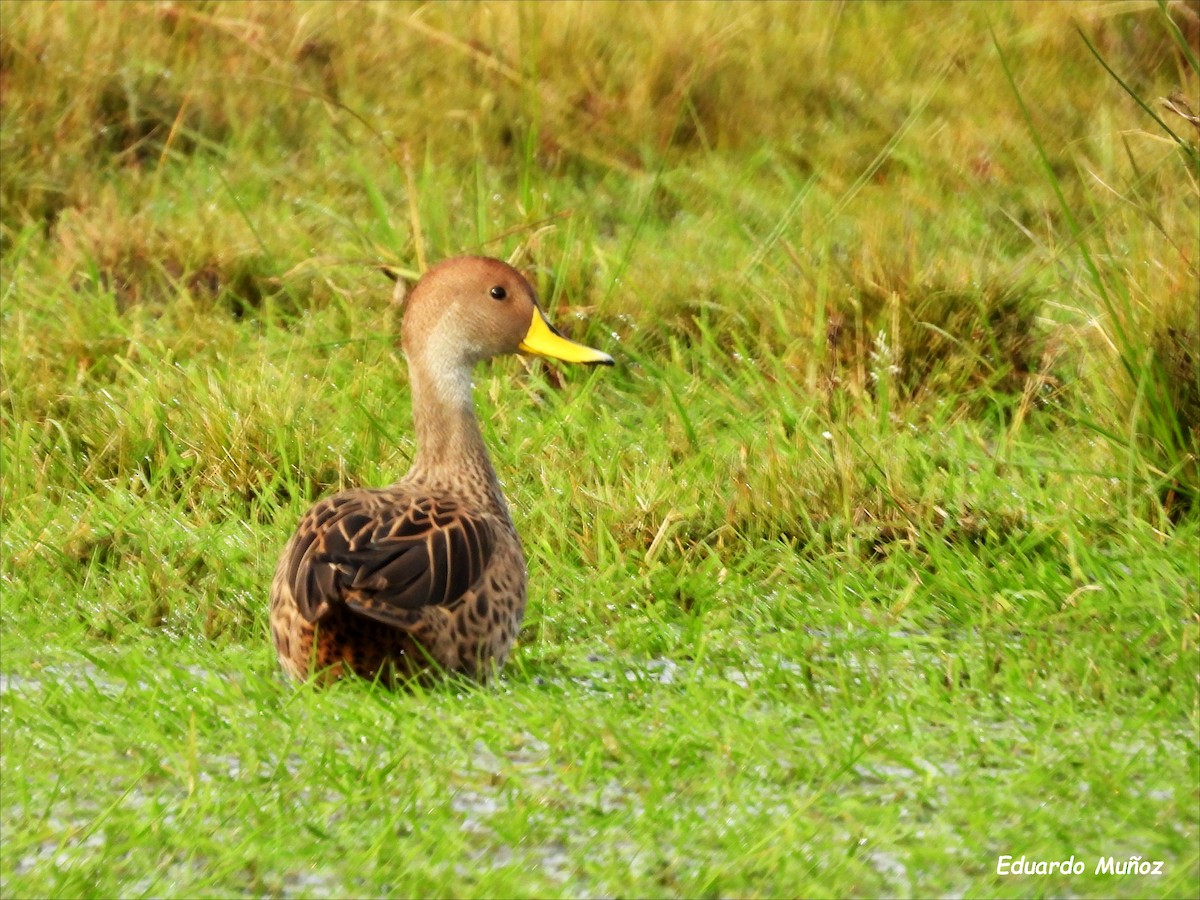 Yellow-billed Pintail - ML620714272