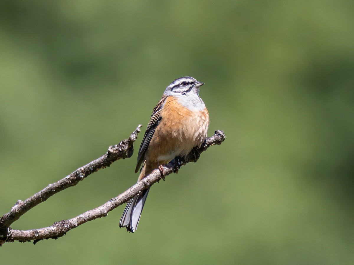 Rock Bunting - ML620714274