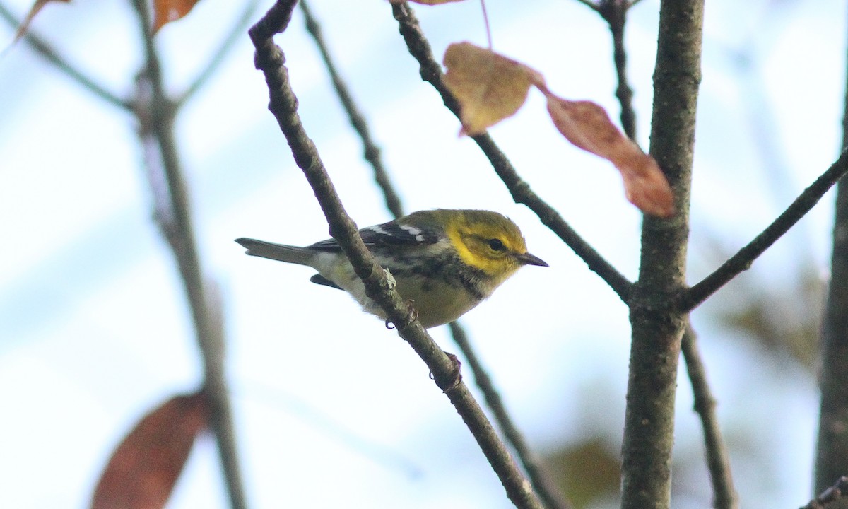 Black-throated Green Warbler - ML620714276