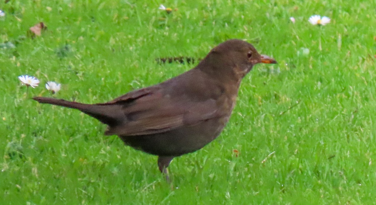 Eurasian Blackbird - ML620714277