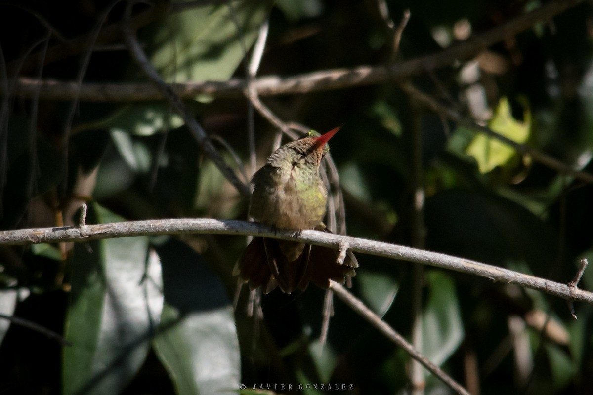 Gilded Hummingbird - ML620714279