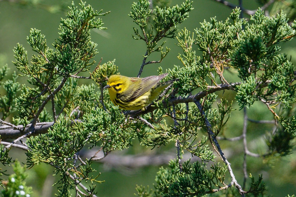 Prairie Warbler - ML620714280