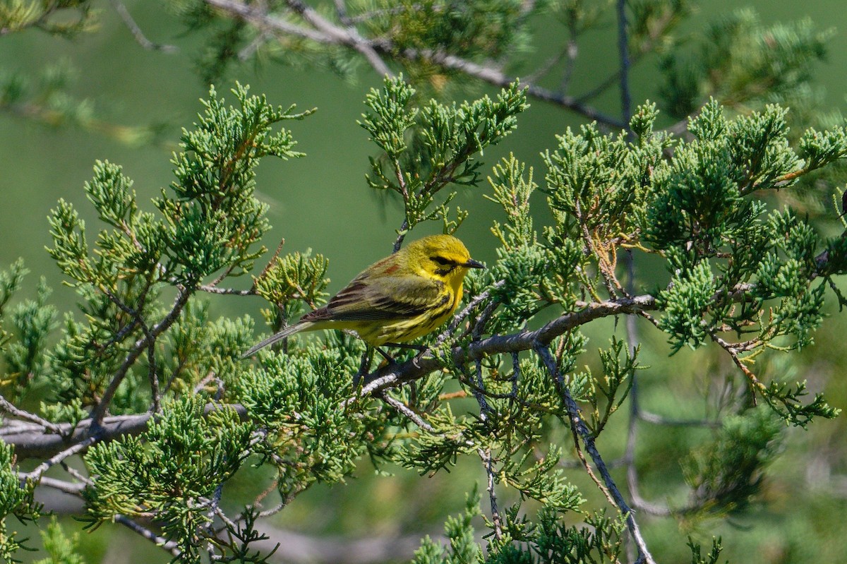 Prairie Warbler - ML620714281