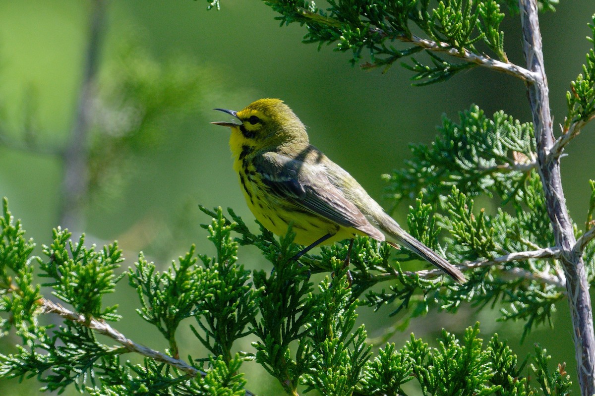 Prairie Warbler - ML620714282