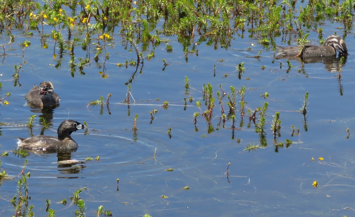 Pied-billed Grebe - ML620714284