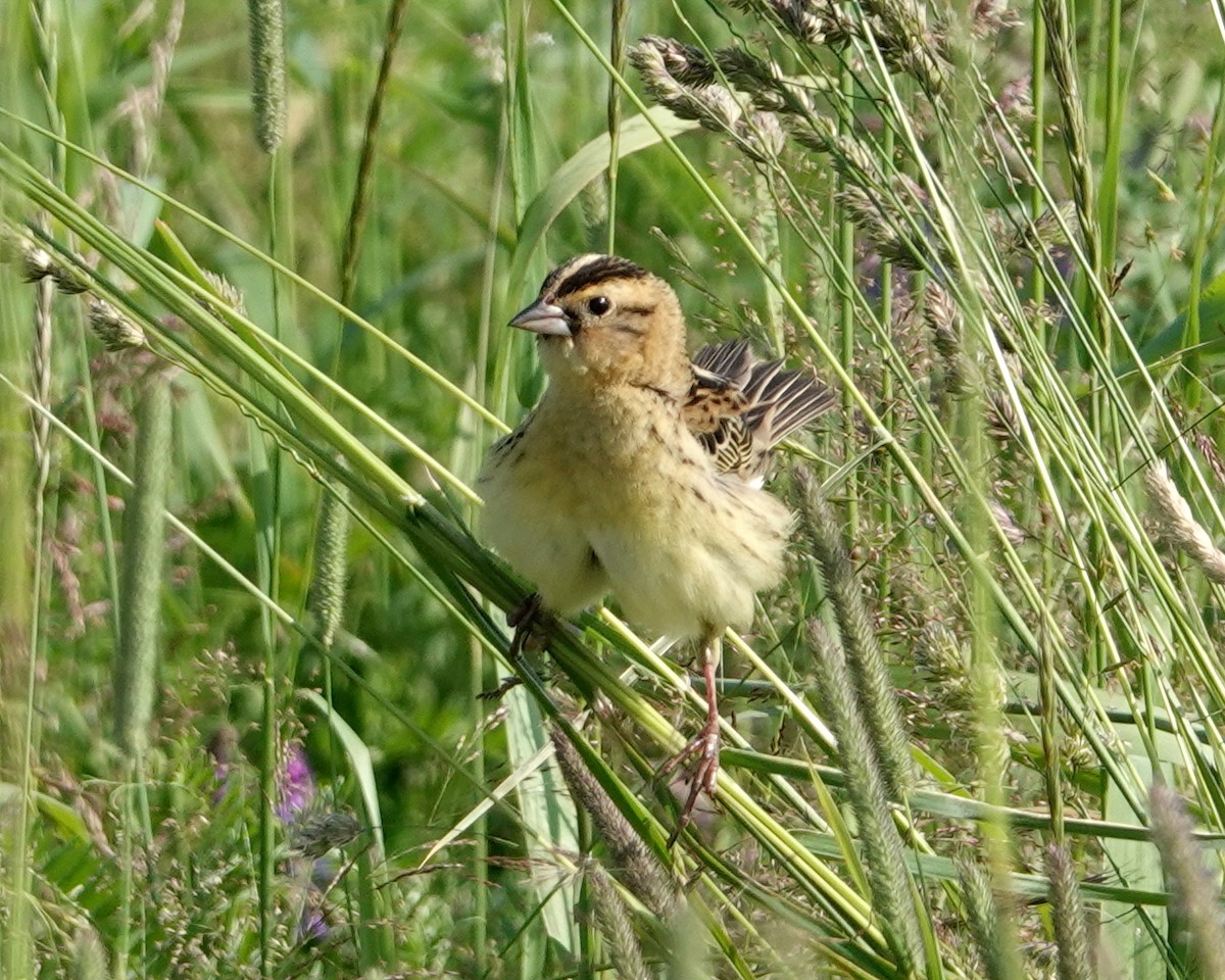 bobolink americký - ML620714285