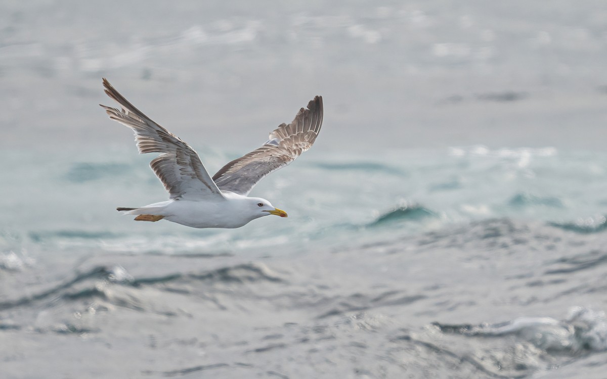 Gaviota Patiamarilla - ML620714286