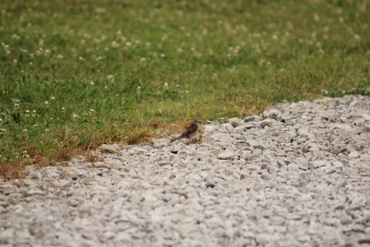 Chipping Sparrow - ML620714287