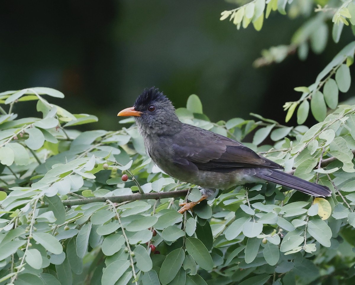 Seychelles Bulbul - Nikos Mavris