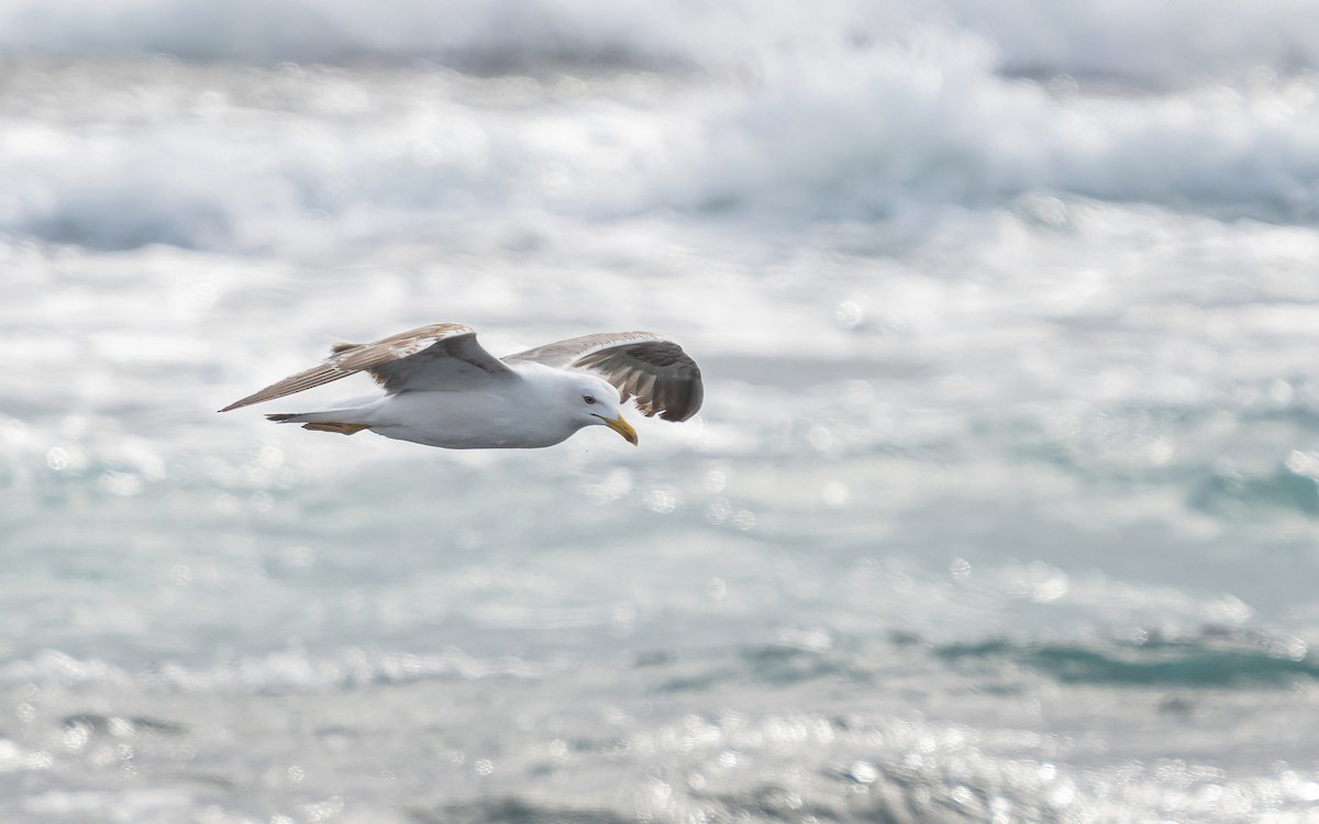 Gaviota Patiamarilla - ML620714296