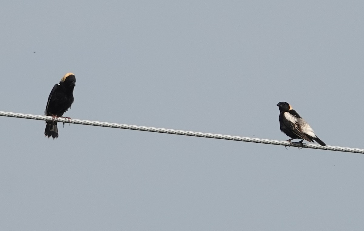 bobolink americký - ML620714297