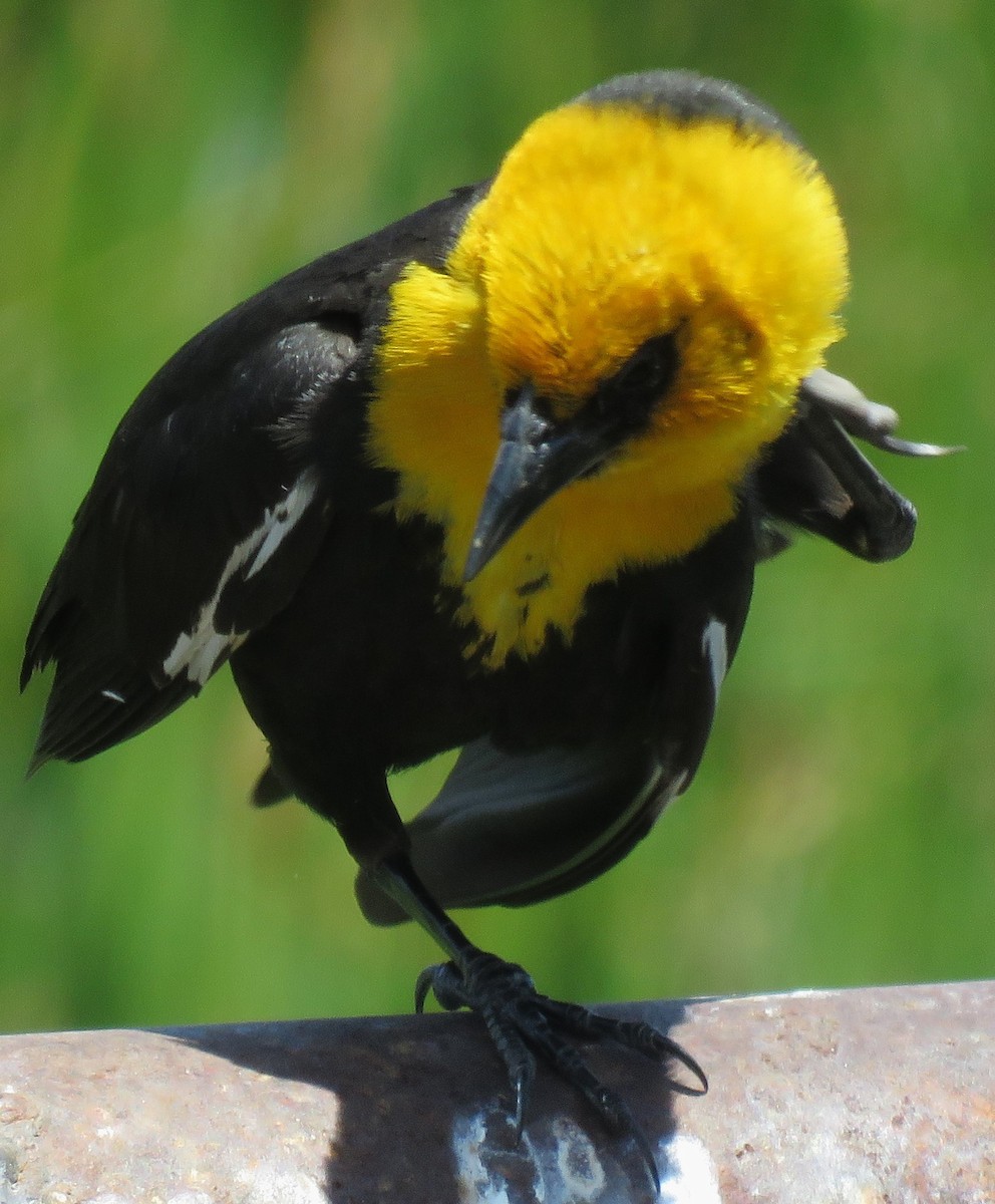 Yellow-headed Blackbird - ML620714300