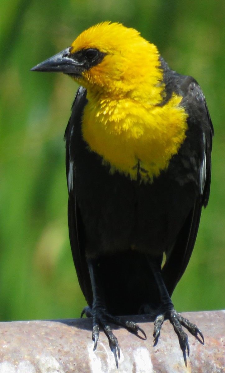 Yellow-headed Blackbird - ML620714301