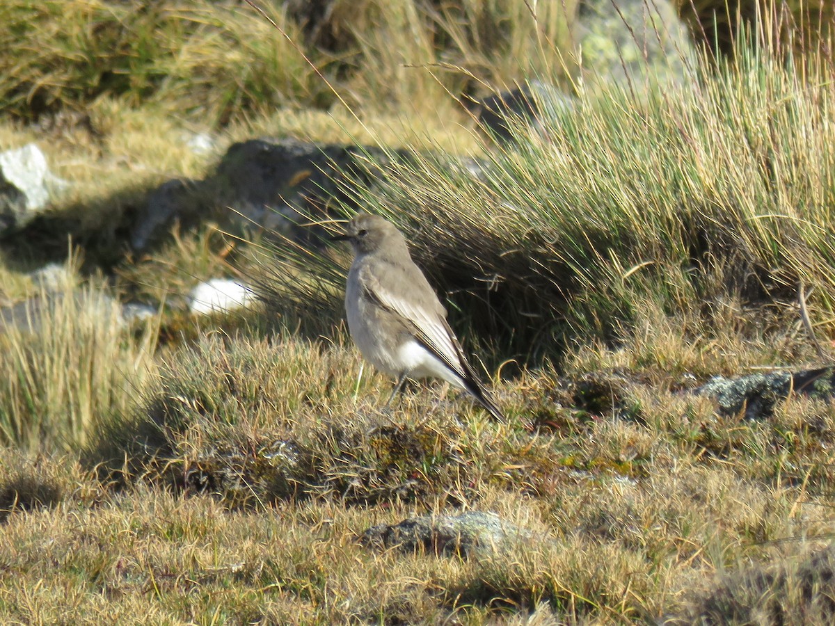 White-fronted Ground-Tyrant - ML620714305