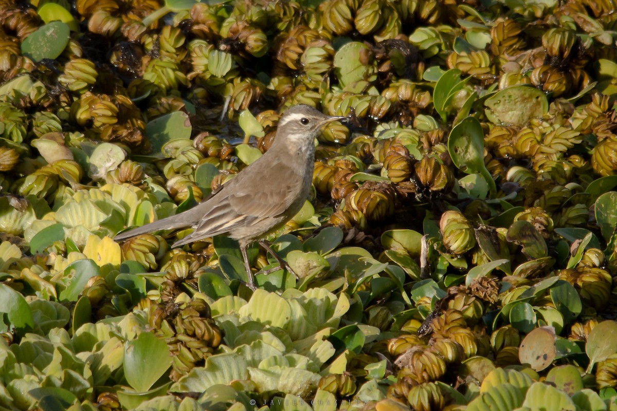 Buff-winged Cinclodes - ML620714309