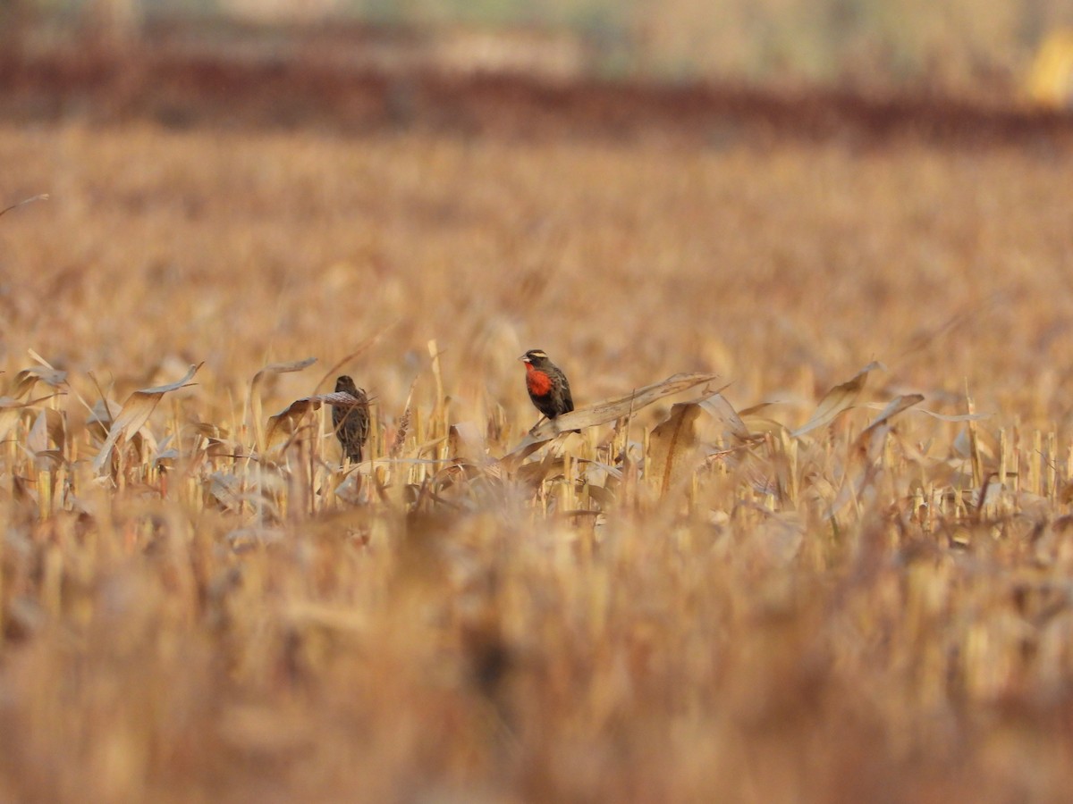 White-browed Meadowlark - ML620714310