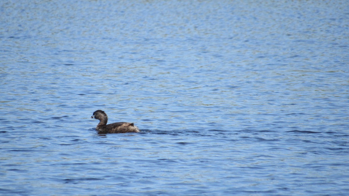 Pied-billed Grebe - ML620714313