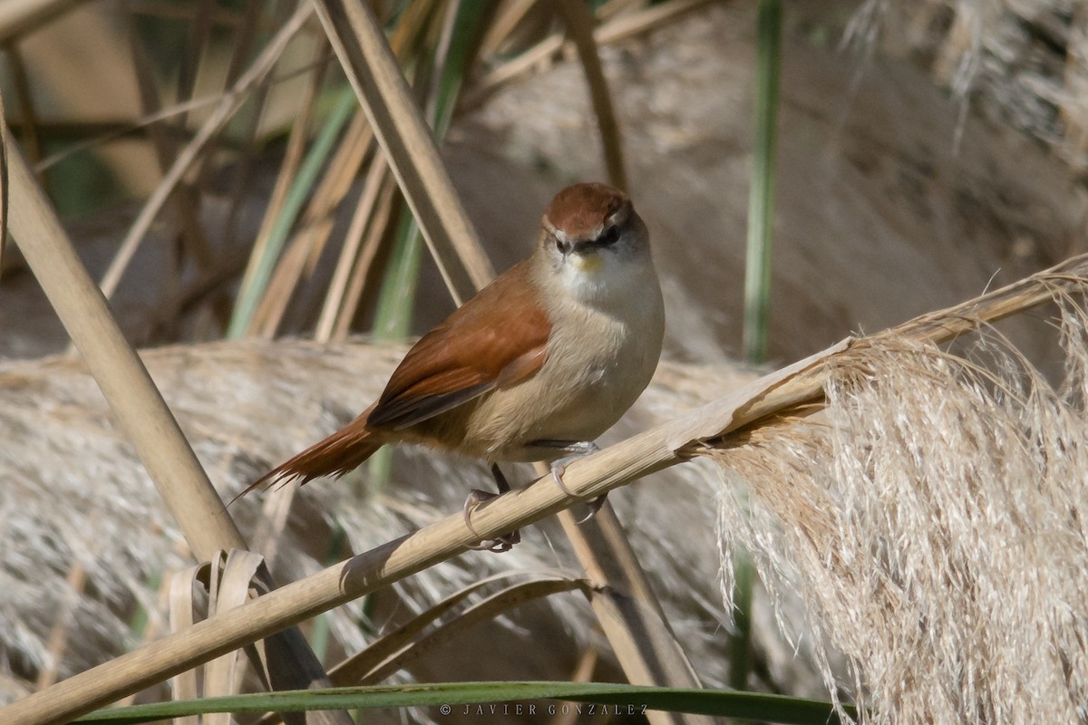 Yellow-chinned Spinetail - ML620714315