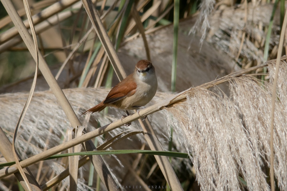 Yellow-chinned Spinetail - ML620714316