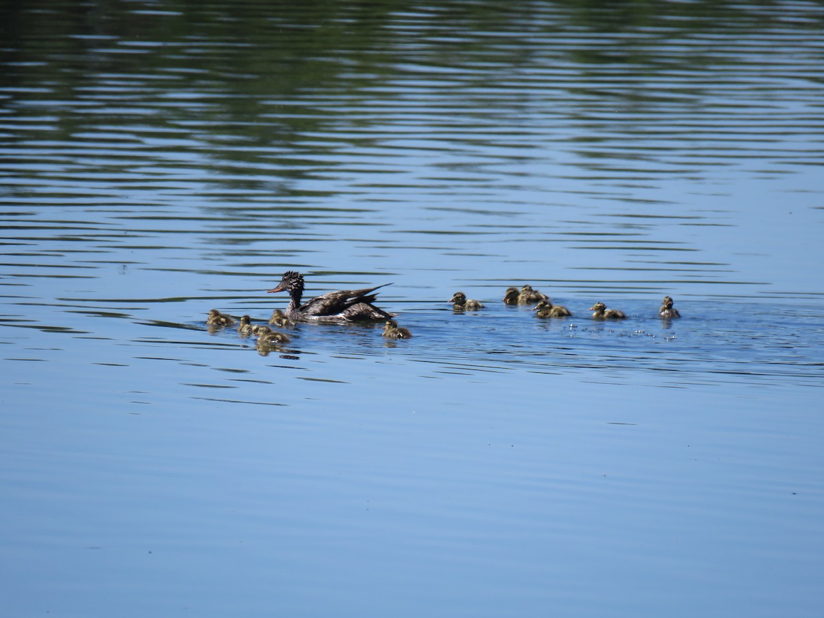 Gadwall - ML620714317