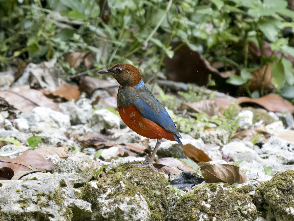 Philippinen-Blaubrustpitta - ML620714318