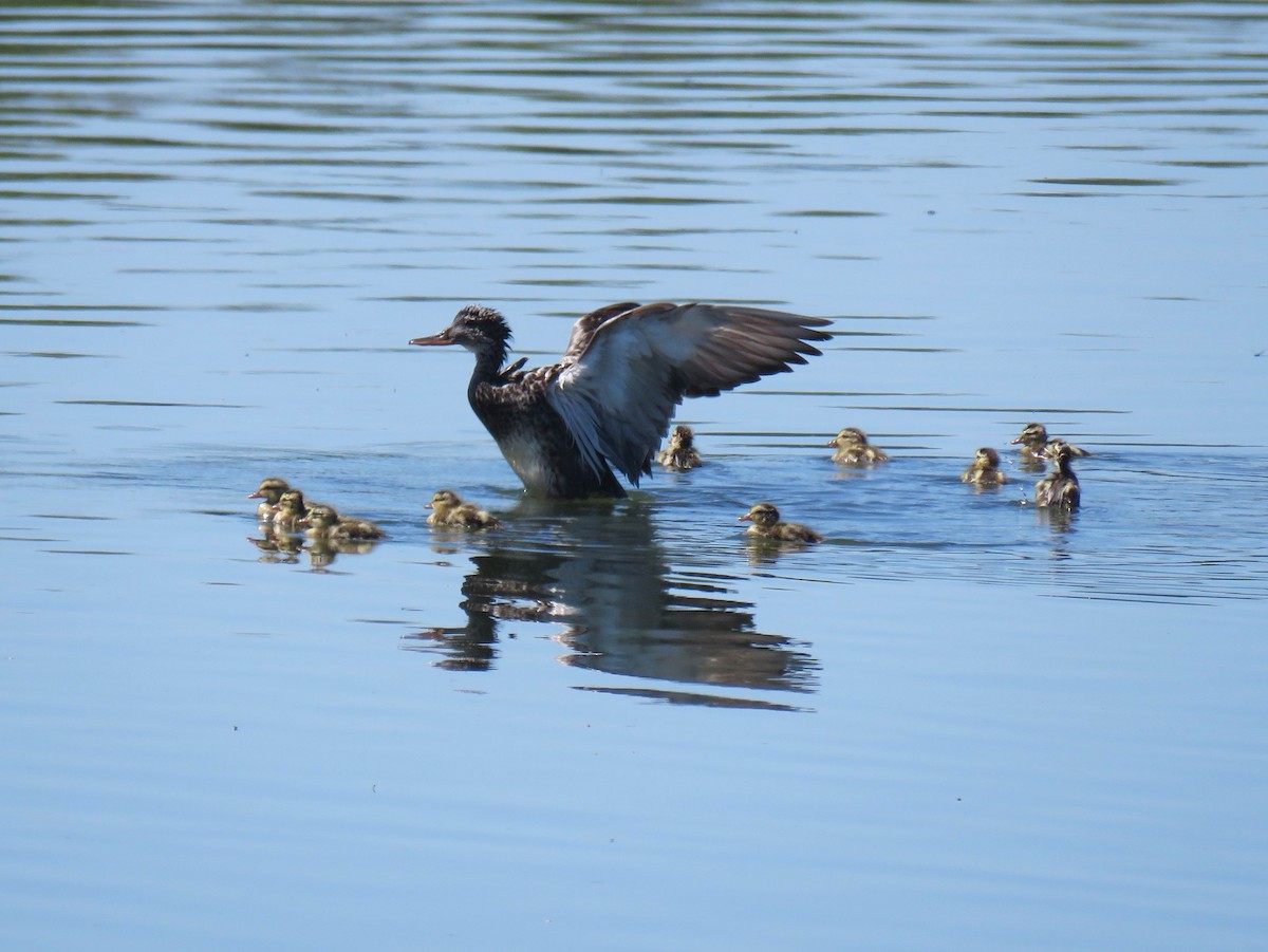 Gadwall - ML620714320