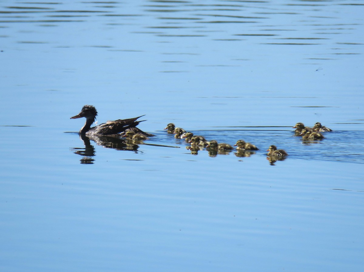 Gadwall - ML620714321