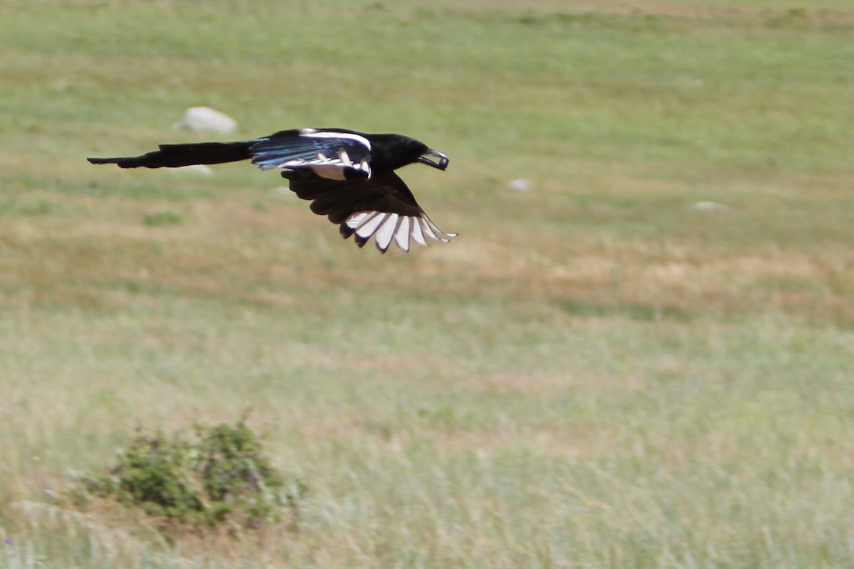 Black-billed Magpie - Andy Dettling