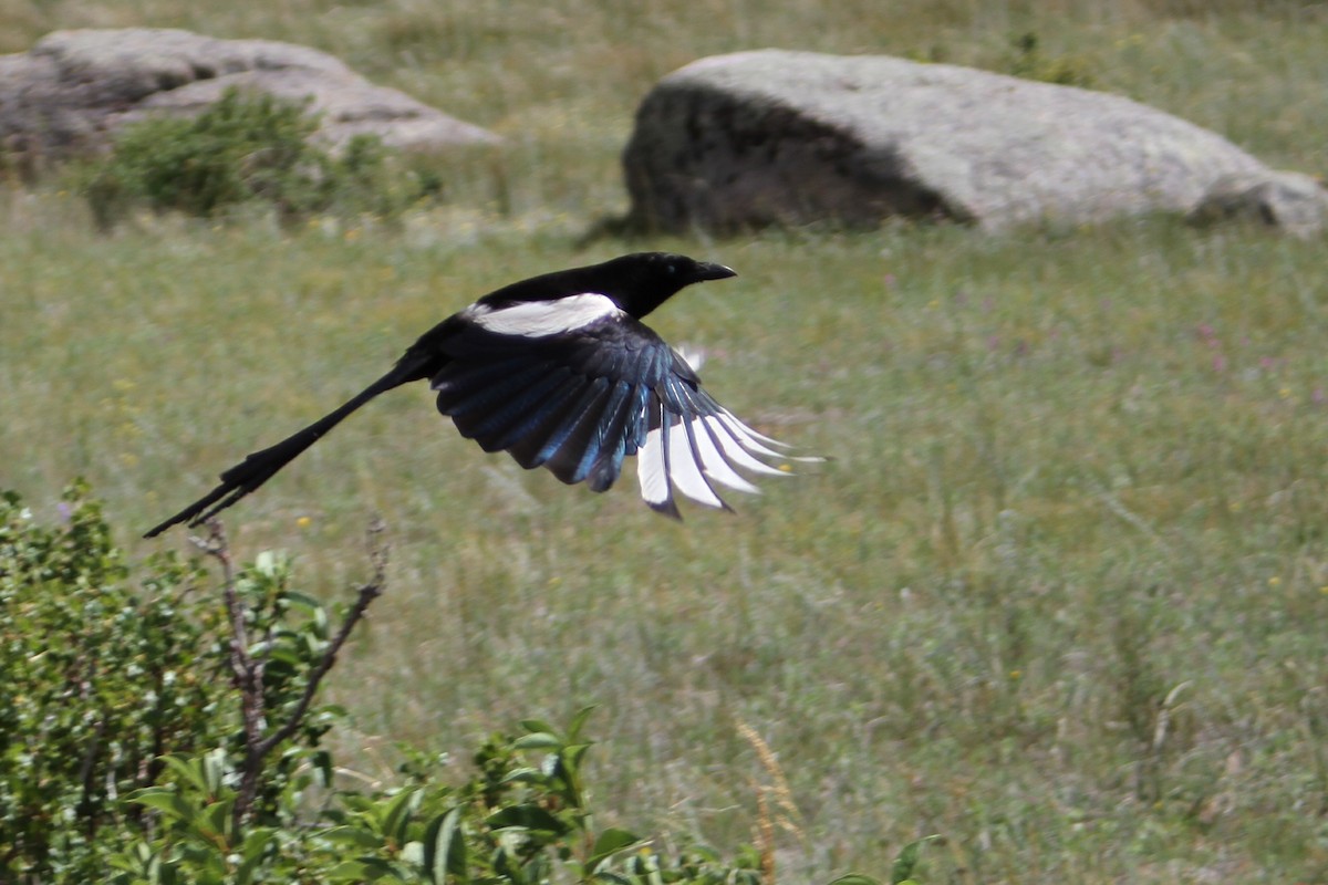 Black-billed Magpie - Andy Dettling