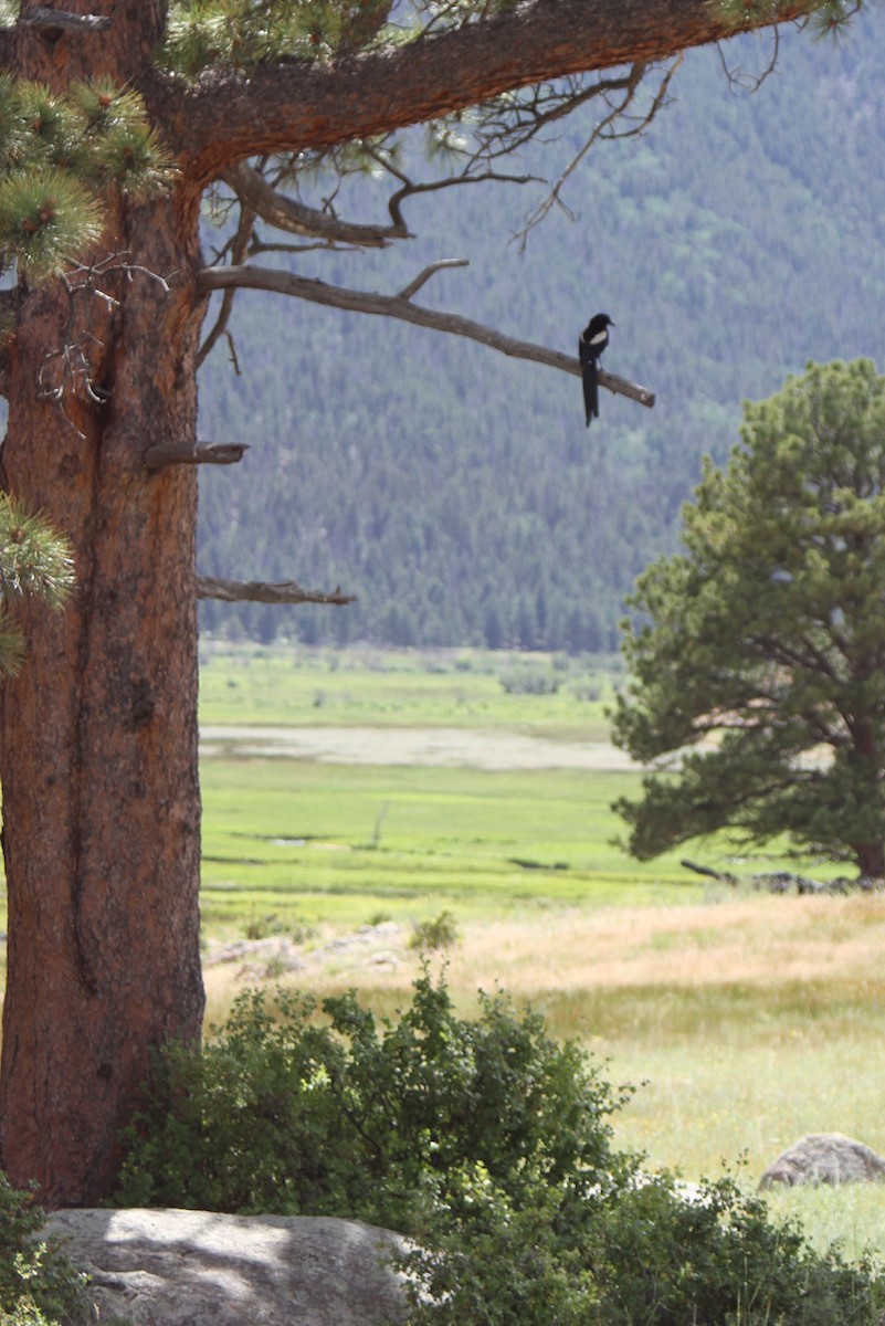 Black-billed Magpie - ML620714326