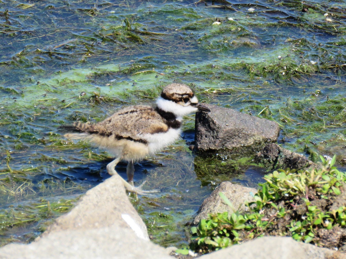 Killdeer - ML620714336