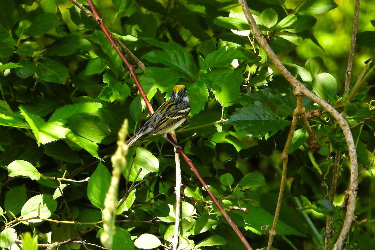 Chestnut-sided Warbler - ML620714338