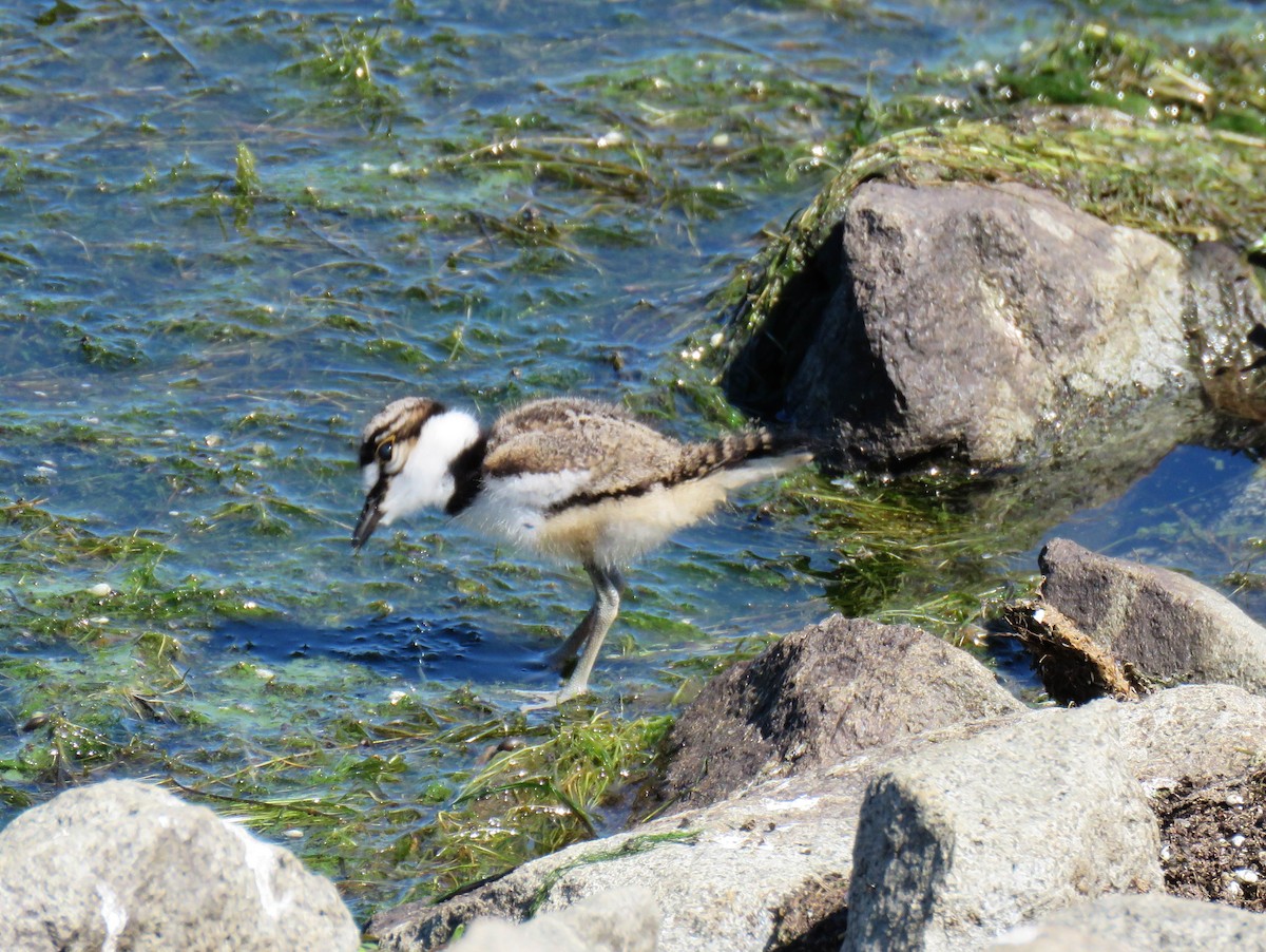 Killdeer - ML620714339