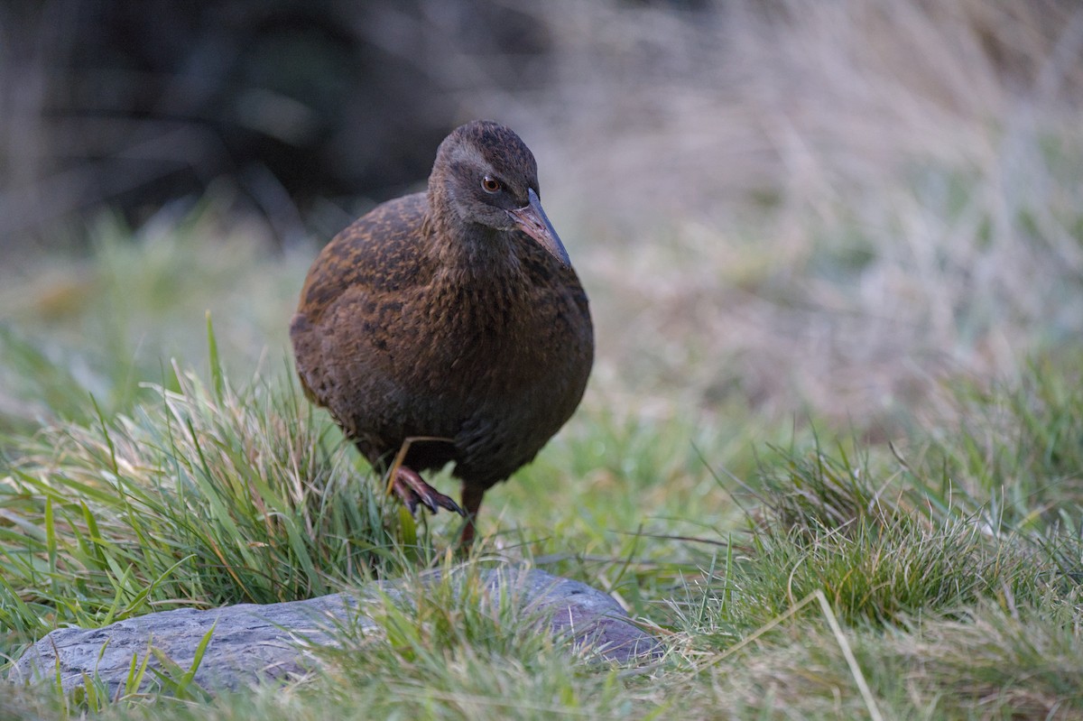 Rascón Weka - ML620714340