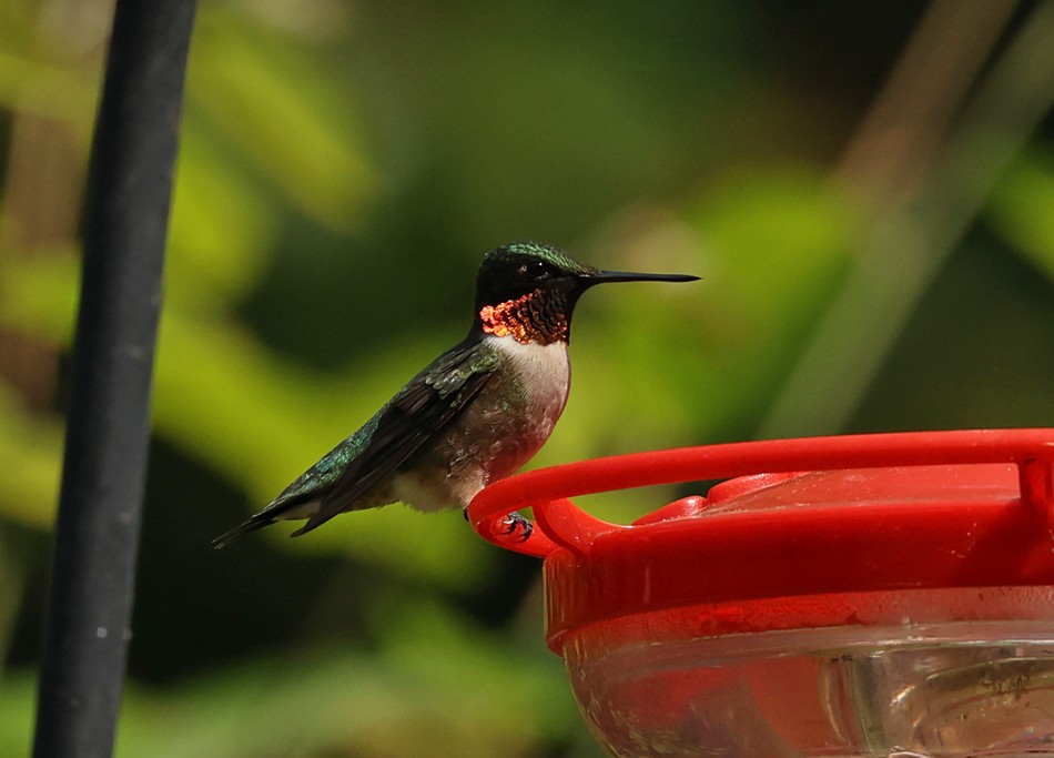 Ruby-throated Hummingbird - ML620714342
