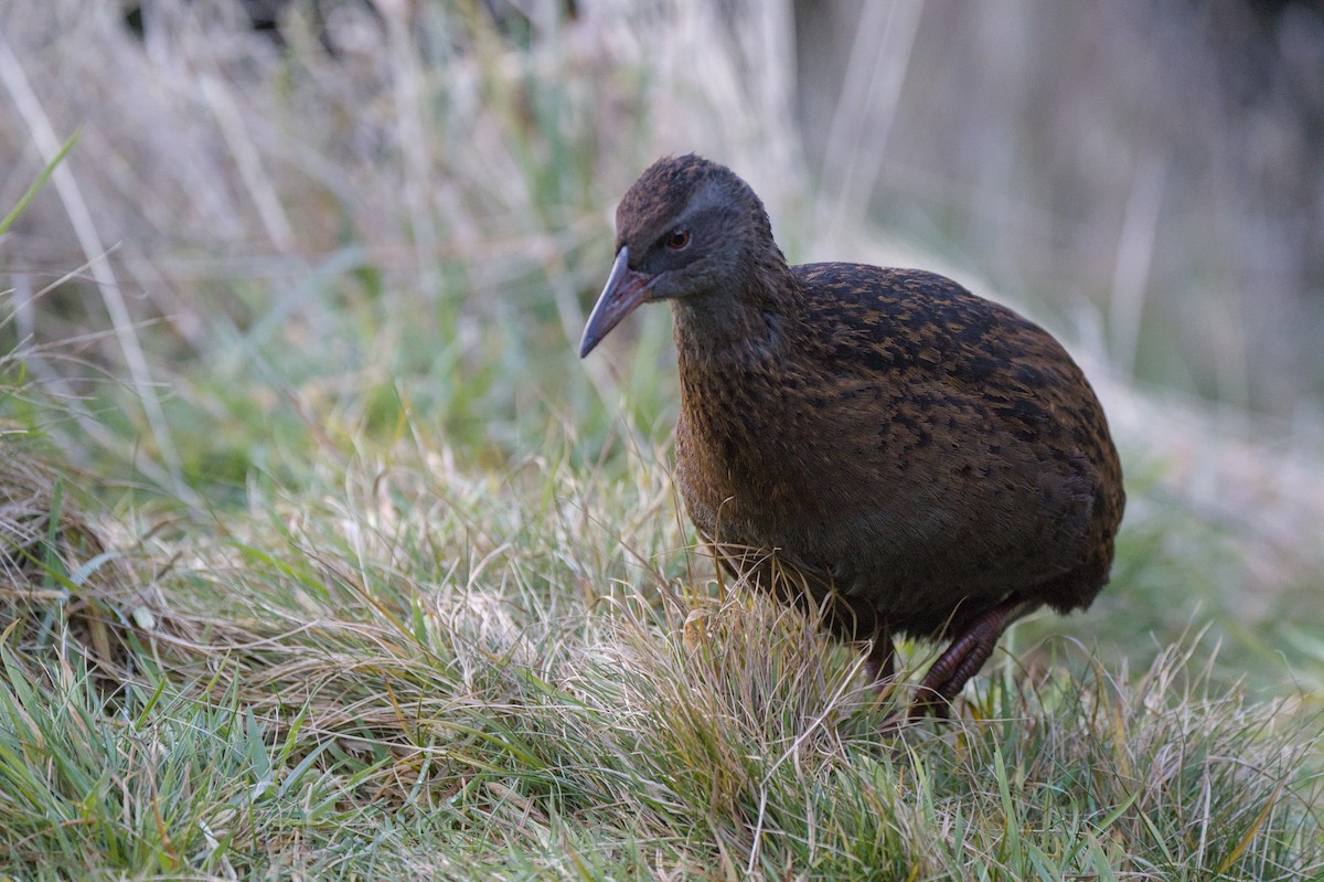 Rascón Weka - ML620714355