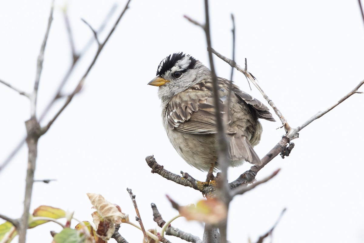 White-crowned Sparrow - ML620714356