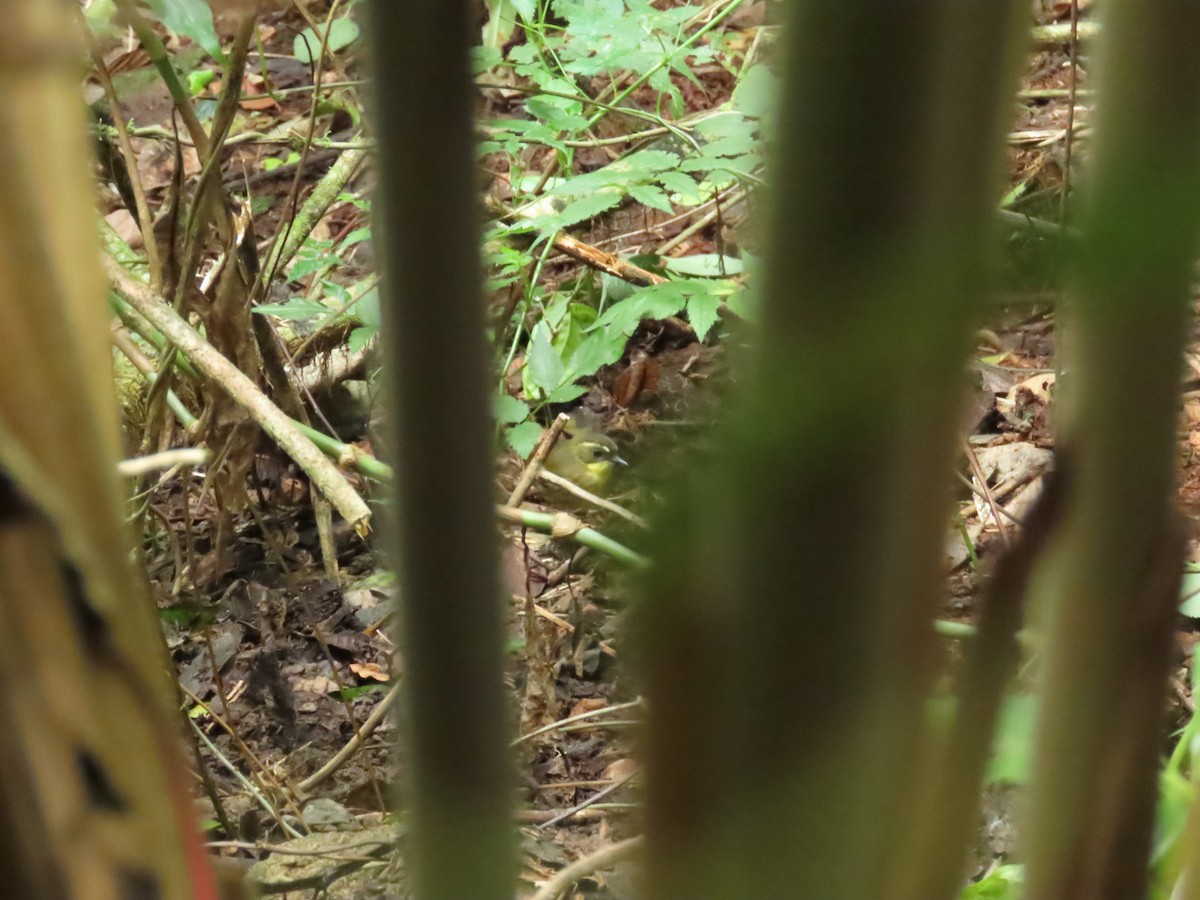 Yellow-throated Scrubwren - ML620714357