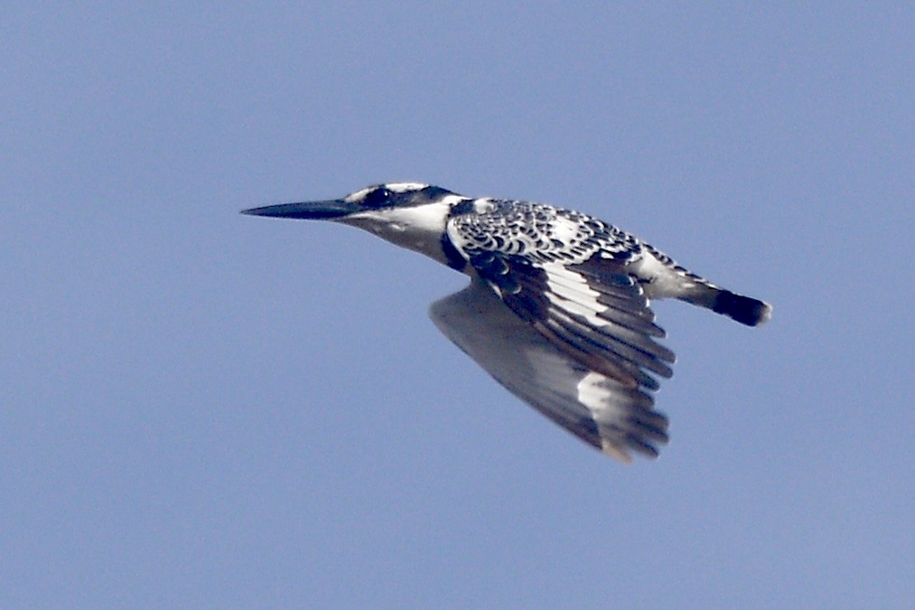 Pied Kingfisher - ML620714358