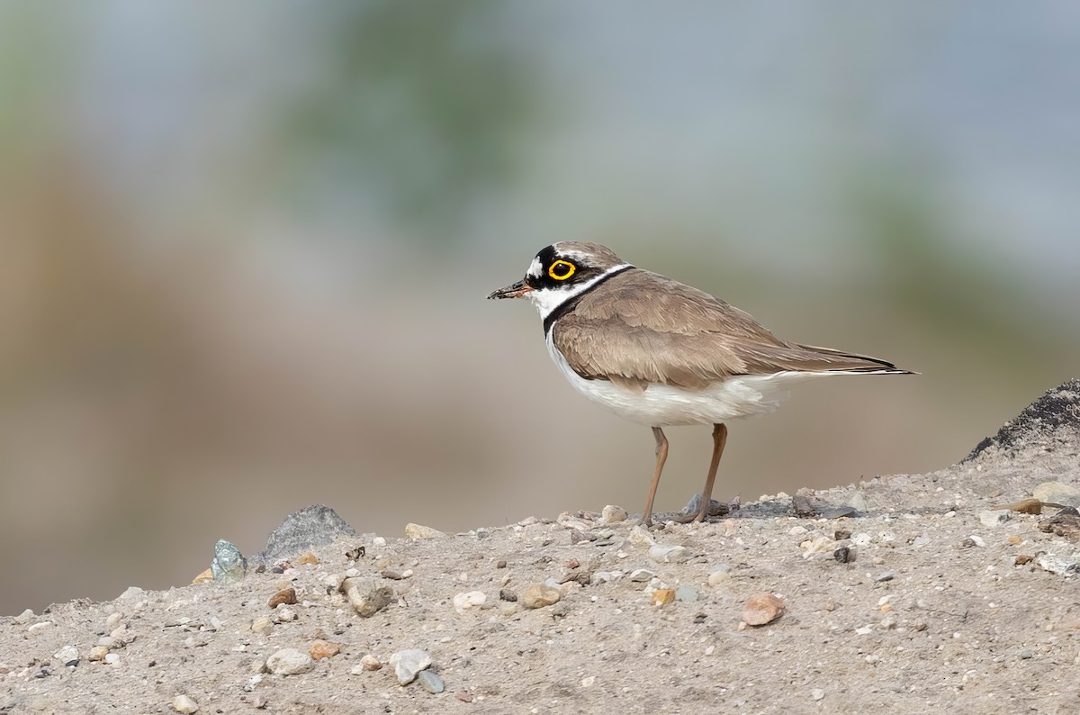 Little Ringed Plover - ML620714366