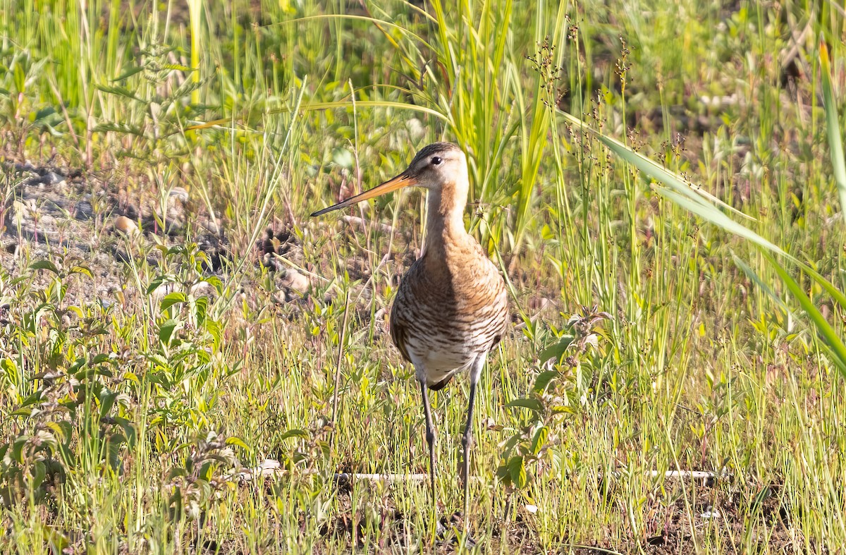 Black-tailed Godwit - ML620714370