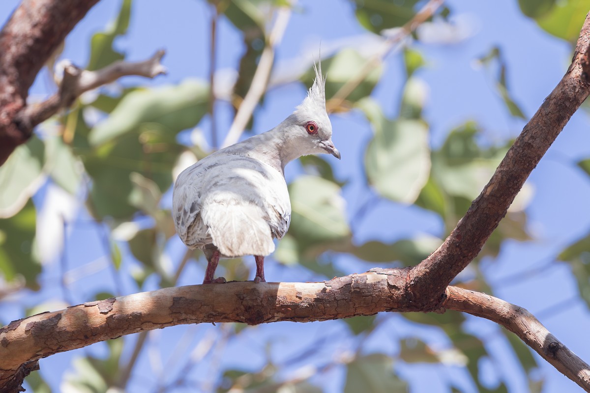 Crested Pigeon - ML620714372