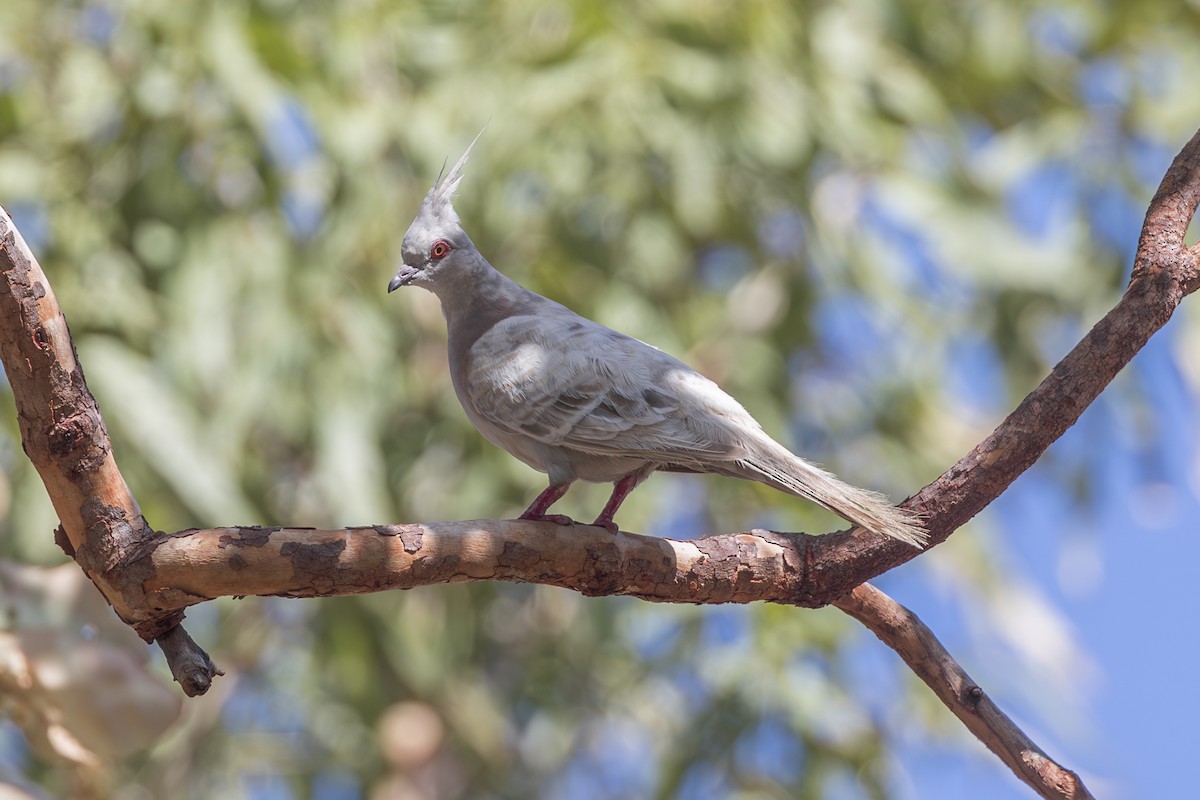 Crested Pigeon - ML620714373