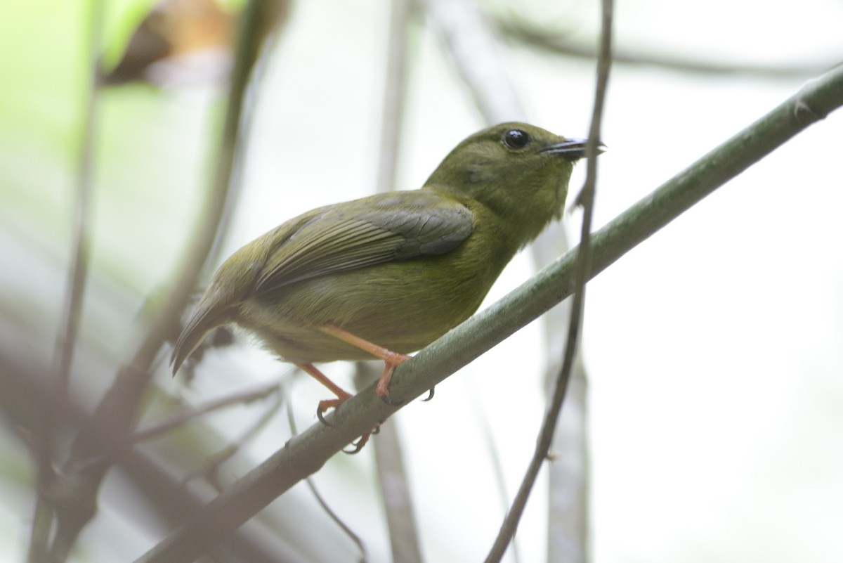 Golden-collared Manakin - ML620714374