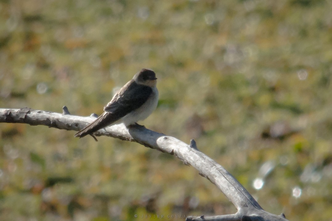 Southern Rough-winged Swallow - ML620714375