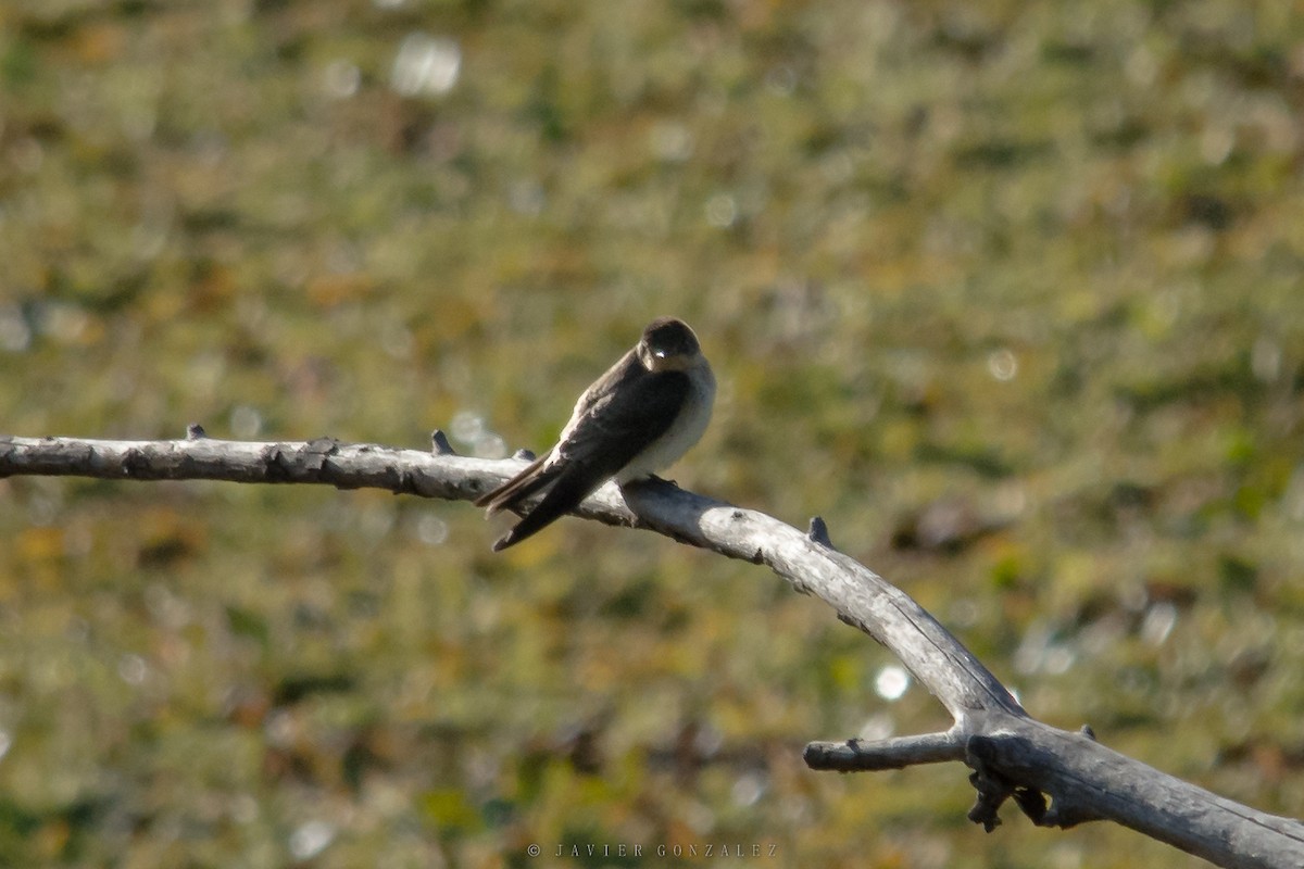 Southern Rough-winged Swallow - ML620714376