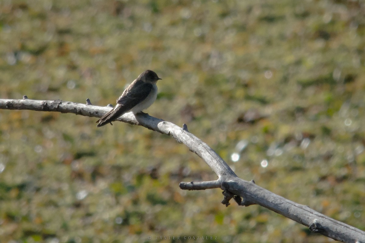 Southern Rough-winged Swallow - ML620714377