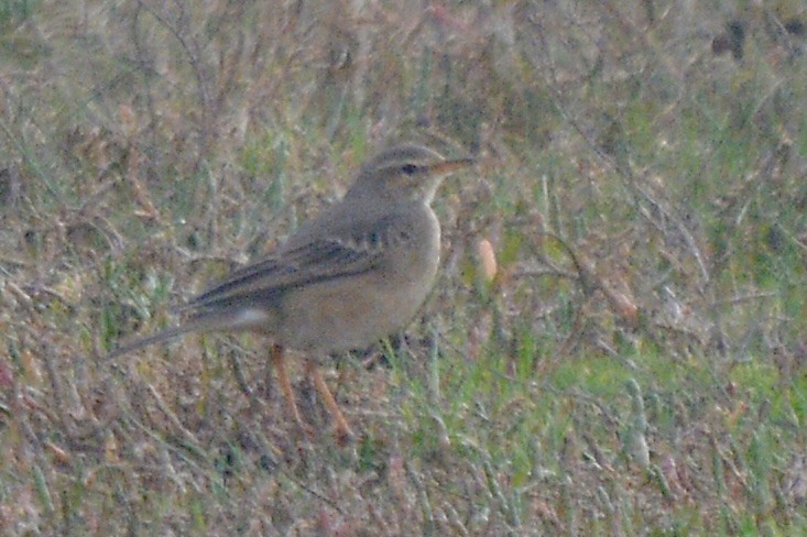 Plain-backed Pipit - ML620714379